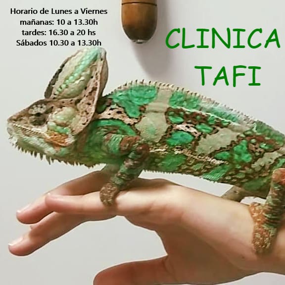 Clínica Veterinaria Tafí camaleón